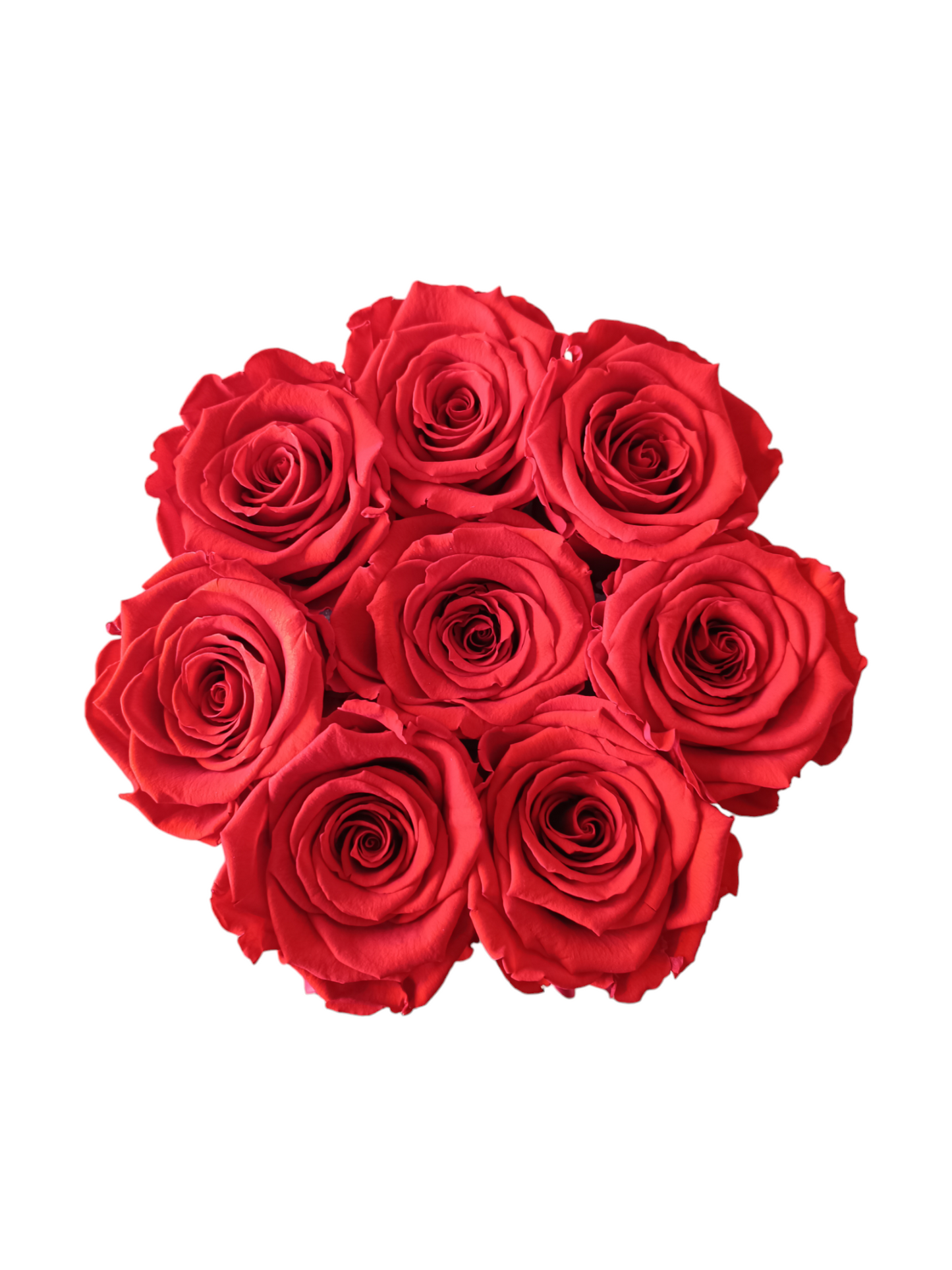 White Box M – Konservierte rote Rosen