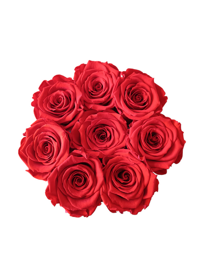 Black Box M – Stabilisierte rote Rosen