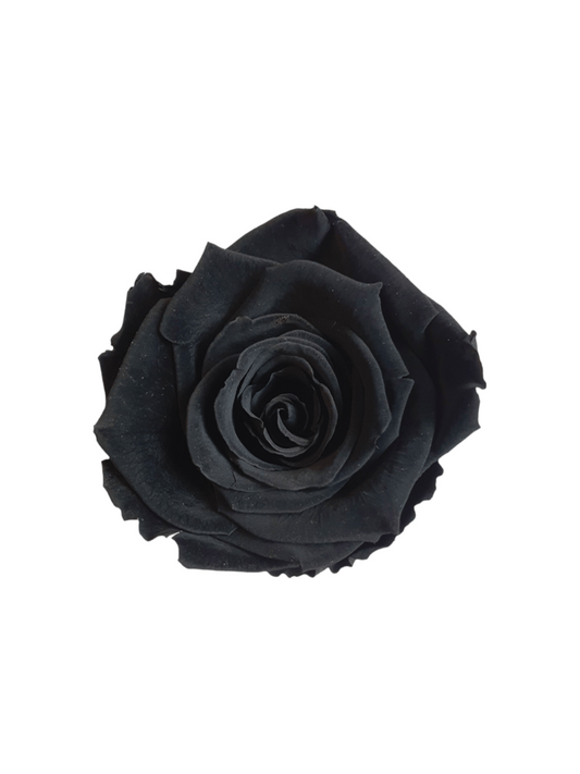 Ewige Rose Rot XL - Schwarze Alcantara Box XS