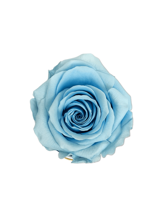 Newborn Boy Box XS - Konservierte Ewige Blaue Rose XXL
