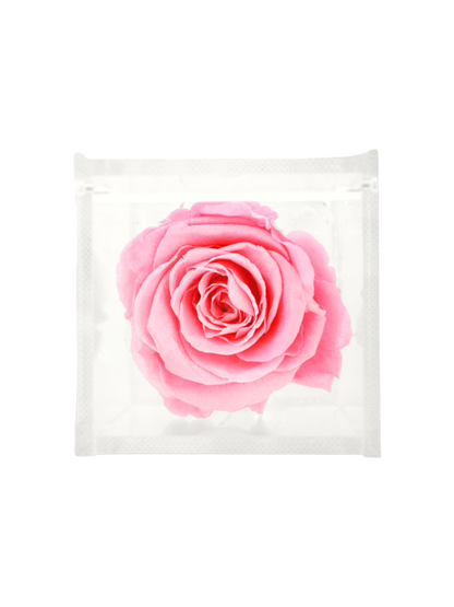 Preserved White Eternal Rose XL - Acrylic Cube L