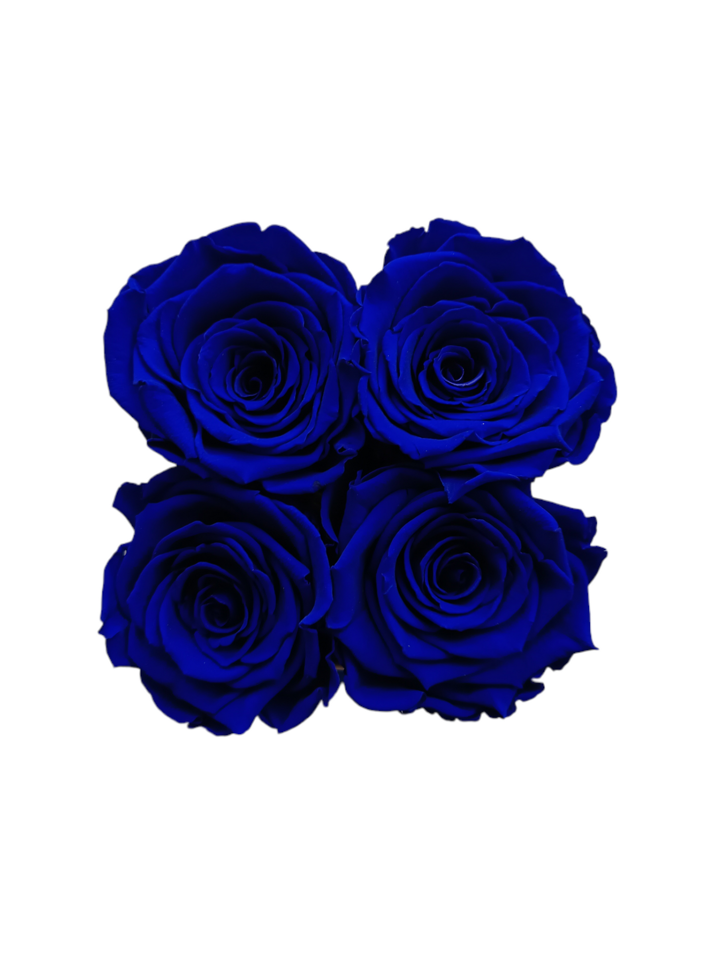 Box Square White S - Stabilisierte blaue Rosen